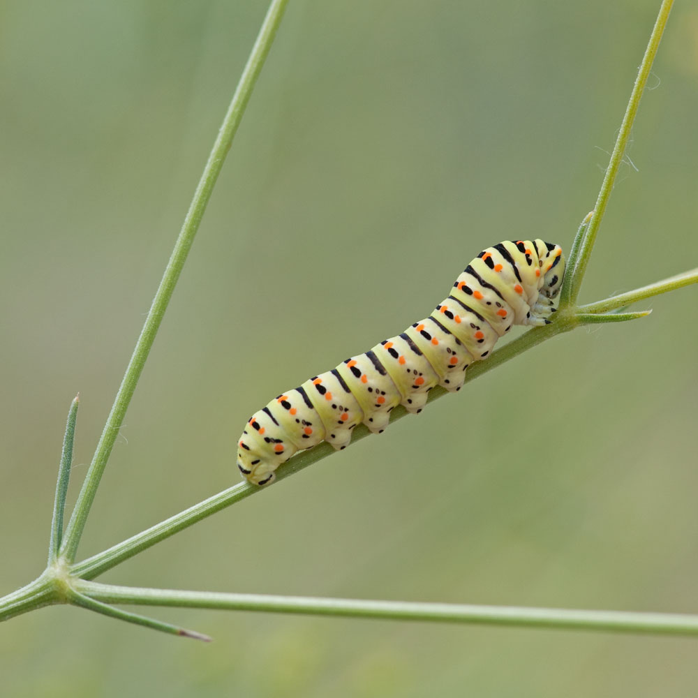 Papilio machaon